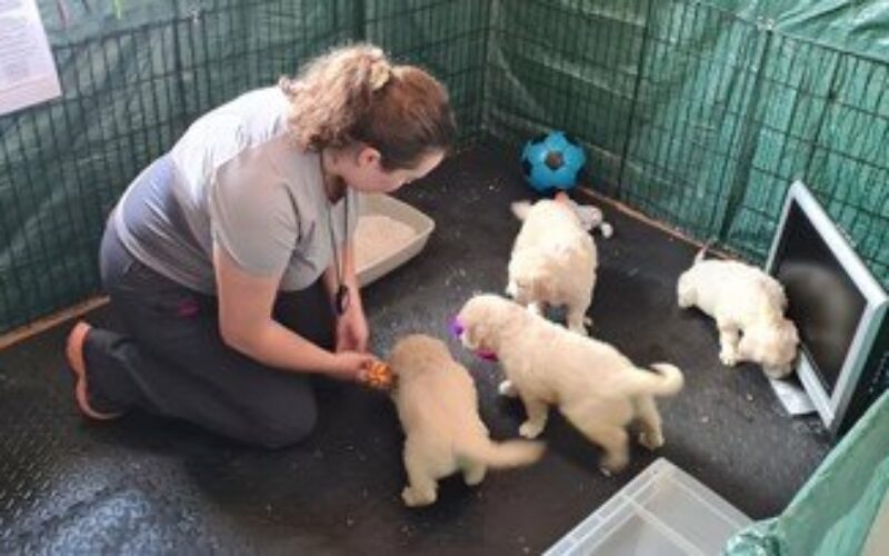 Researchers at Queen’s University Belfast explore the socialisation techniques that breed confident, happy puppies