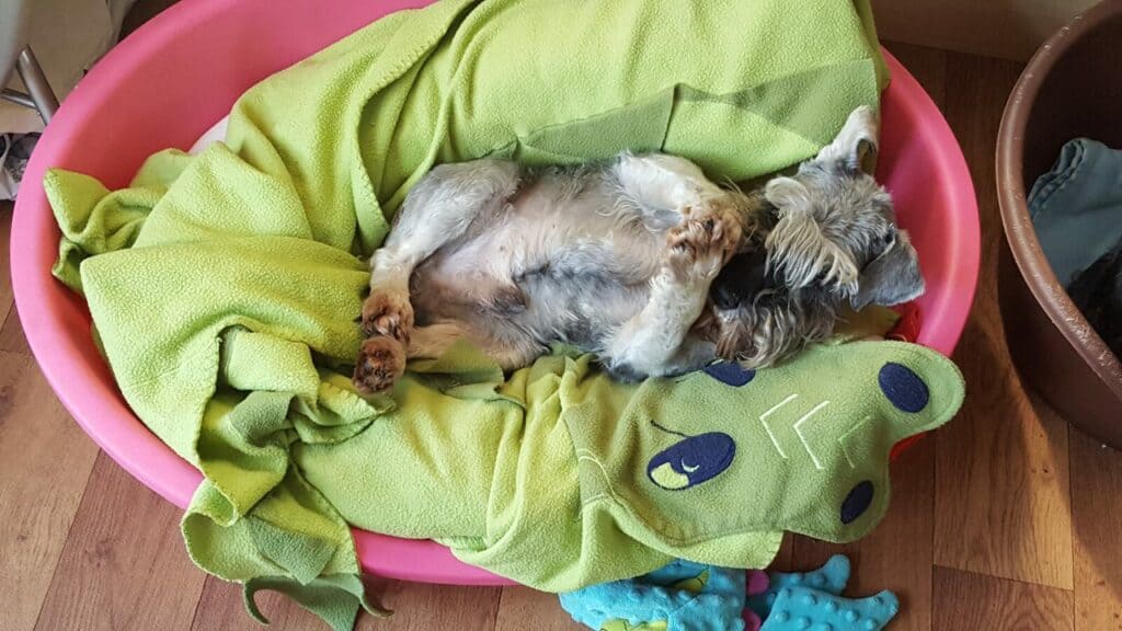 A dog laid on its back on a green blanket in a pink dog bed