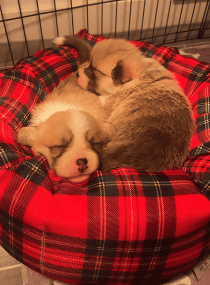 Two puppies curled up on a tartan dog bed.