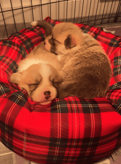 Two puppies curled up on a tartan dog bed. 