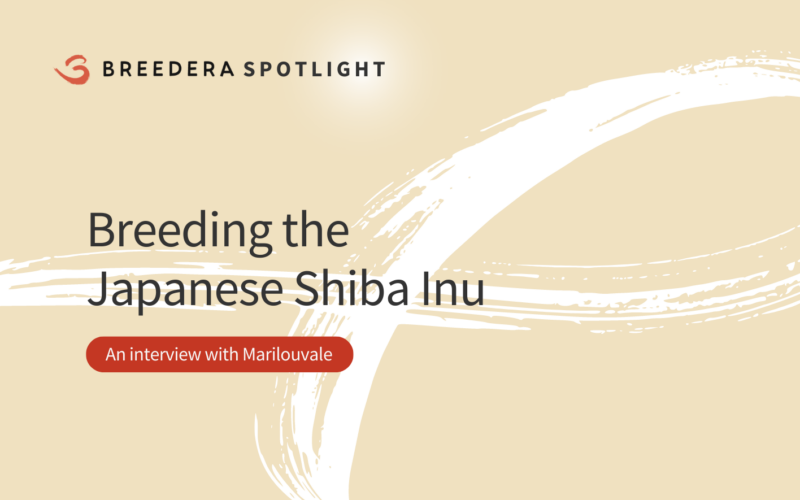 Breeding Japanese Shiba Inus and Cocker Spaniels with Marilouvale – Breedera Spotlight