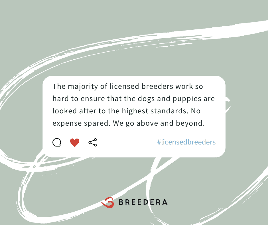 The majority of licensed breeders work so hard to ensure that dogs and puppies are looked after to the highest standards. No expense spared. We go above and beyond.