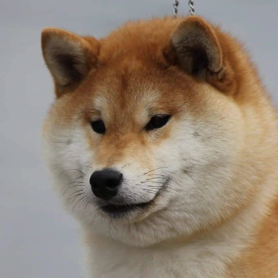 Breeding Japanese Shiba Inus