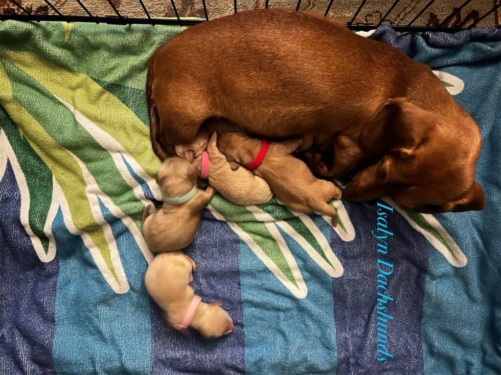 Dachshund mother with pups - Breeding Dachshunds Breedera Spotlight