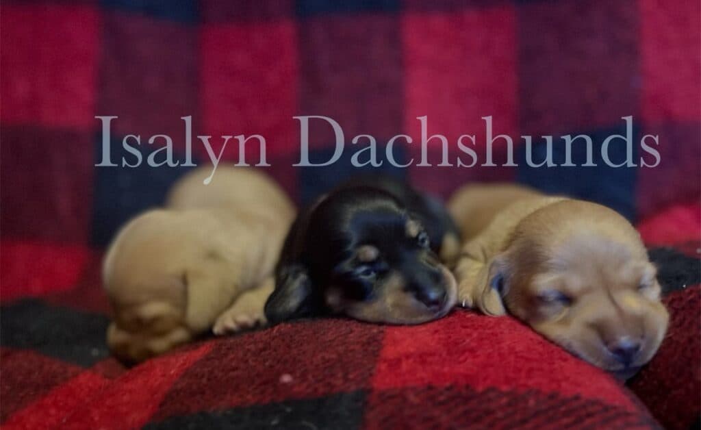 Dachshund puppies. Breeding dachshunds with Islayn Dachshunds.