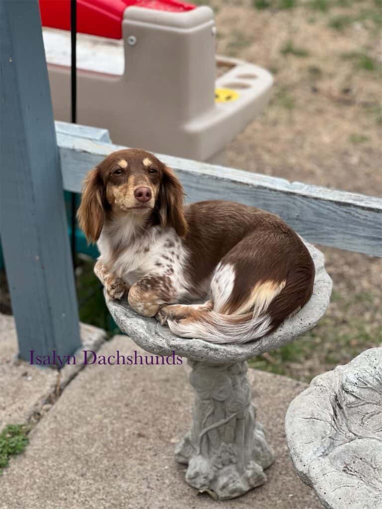 Dachshund sitting in a bird bath. Breeding dachshunds with Islayn Dachshunds.