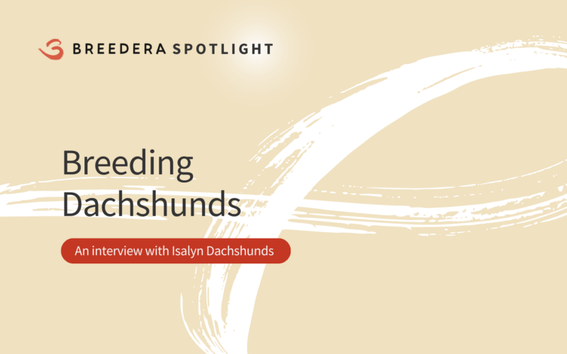 <strong>Breeding Dachshunds with Isalyn Dachshunds – Breedera Spotlight </strong>