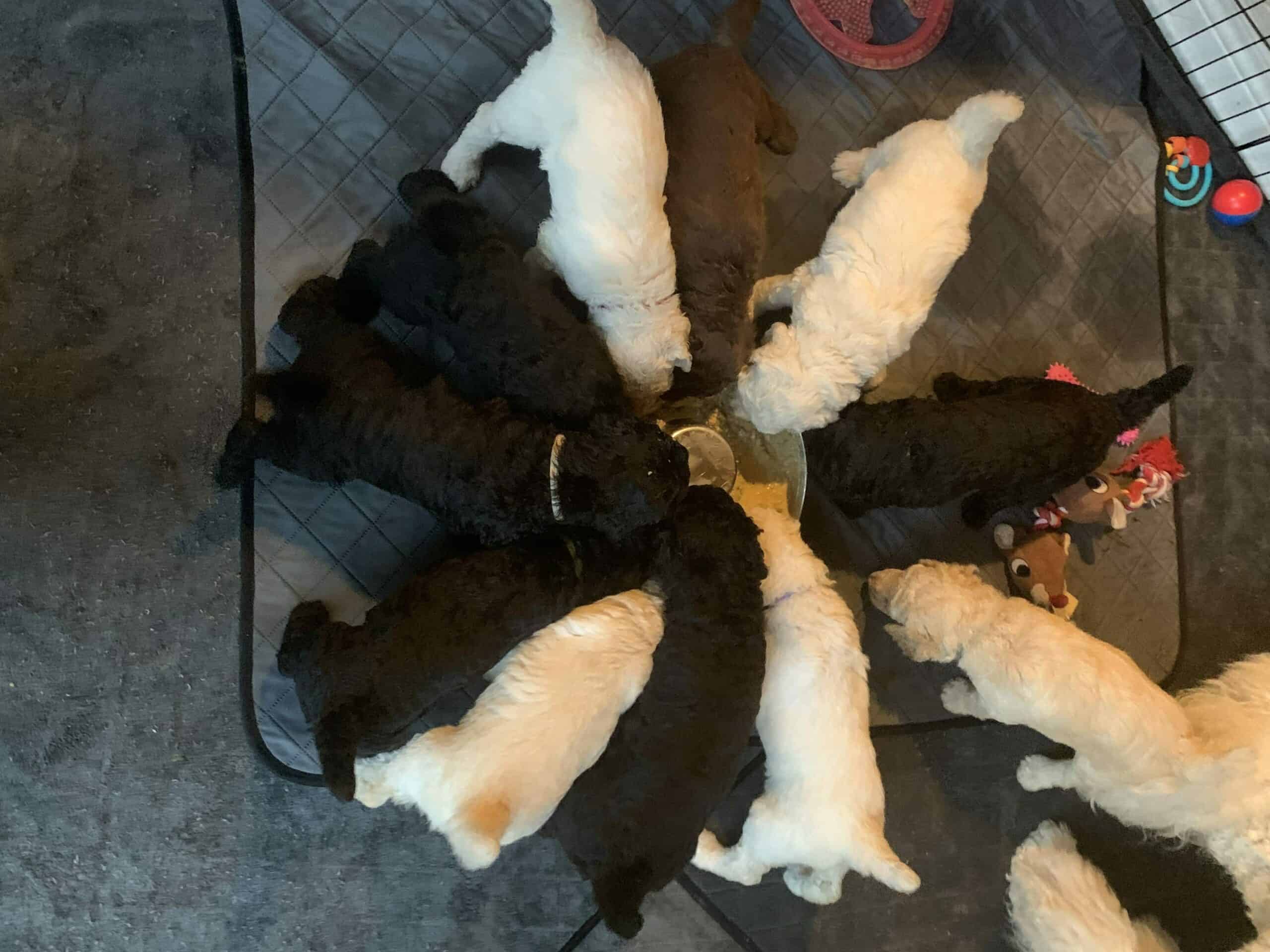 Puppies feeding from a bowl. Image for tracking dog's diet.