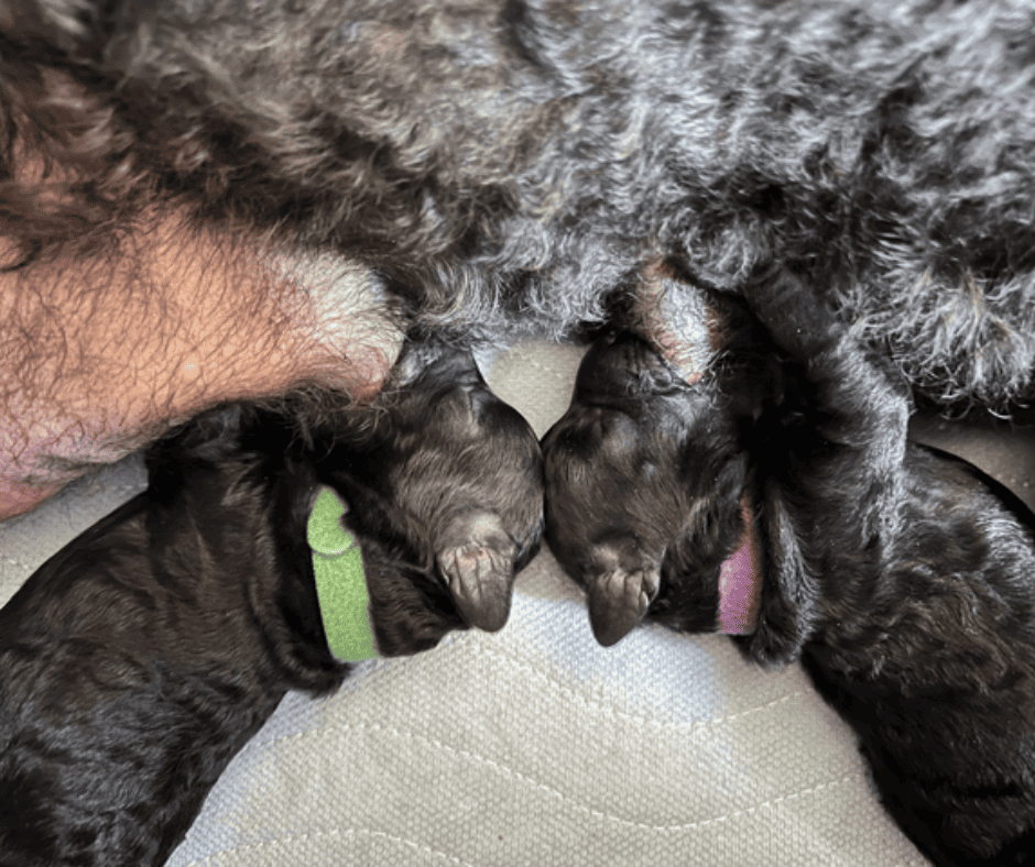 Poodle mother feeding pups