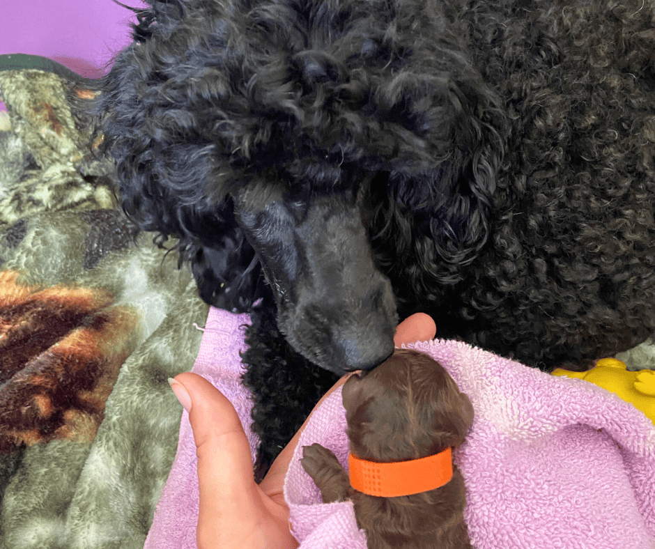 Poodle mother with pup