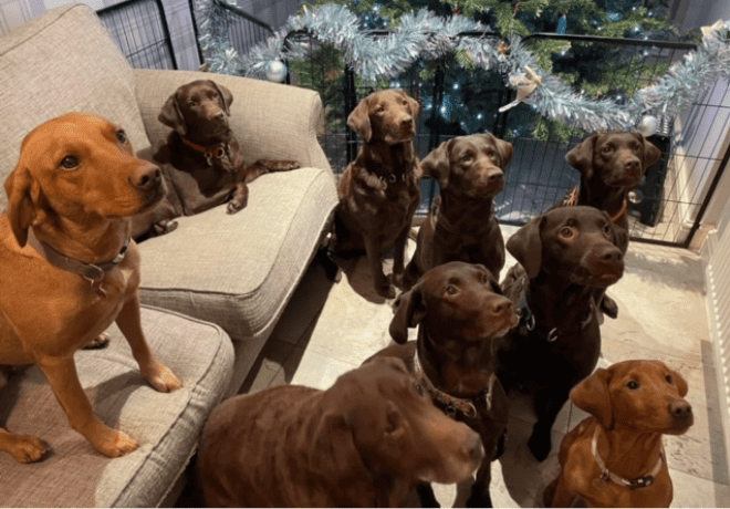 Tregearvean Labradors council-licensed breeders. Two chocolate labradors sitting on a sofa 9 labradors in a dog breeder's home with a Christmas tree in the background