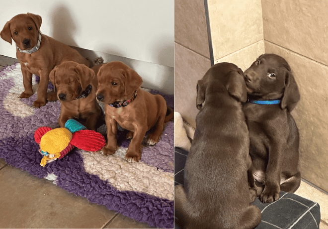 Tregearvean Labradors council-licensed breeders. Two chocolate labradors sitting on a sofa. Chocolate labrador puppies