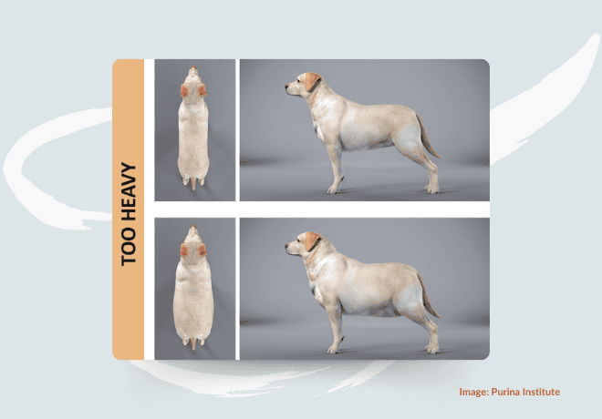 Body Condition Score Too Heavy Graphic - Purina