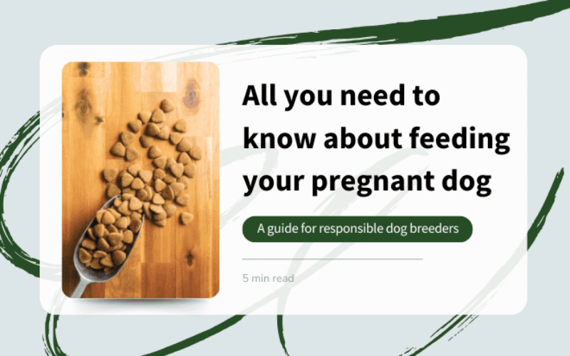 Feeding your pregnant dog | A guide for dog breeders 