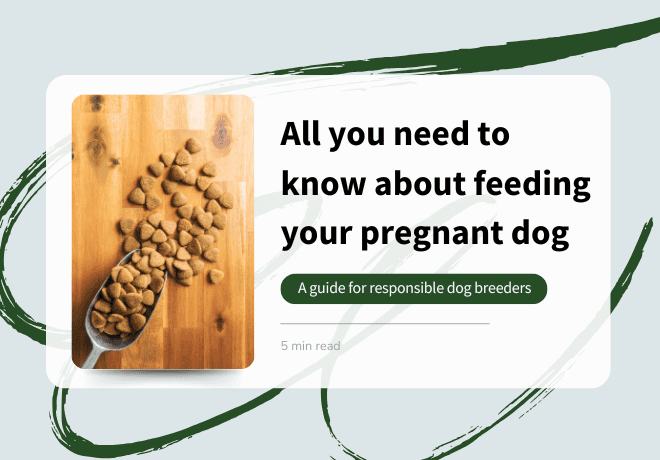 All you need to know about feeding your pregnant dog