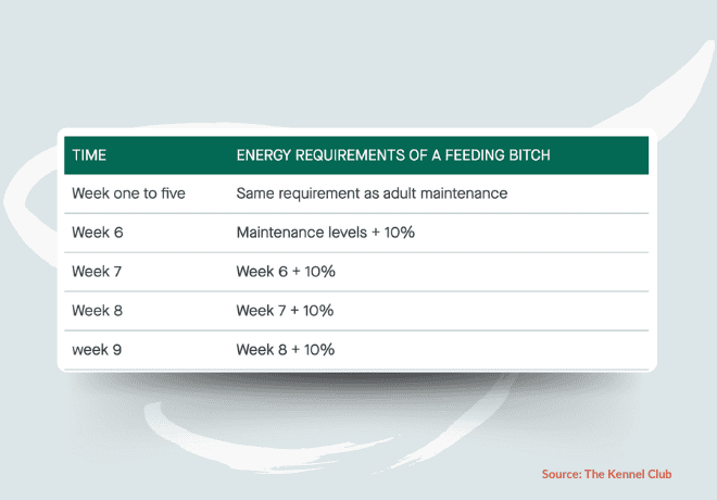 Energy requirements of a feeding bitch when feeding your pregnant dog