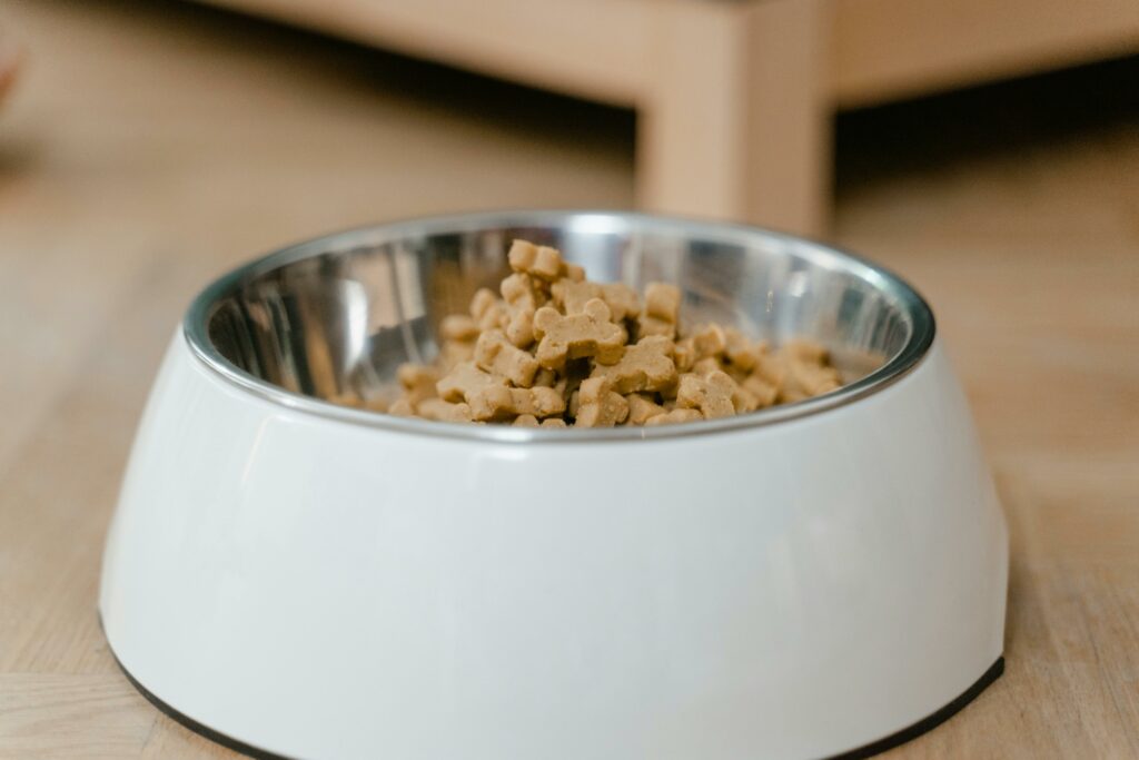 dog bowl for feeding your pregnant dog